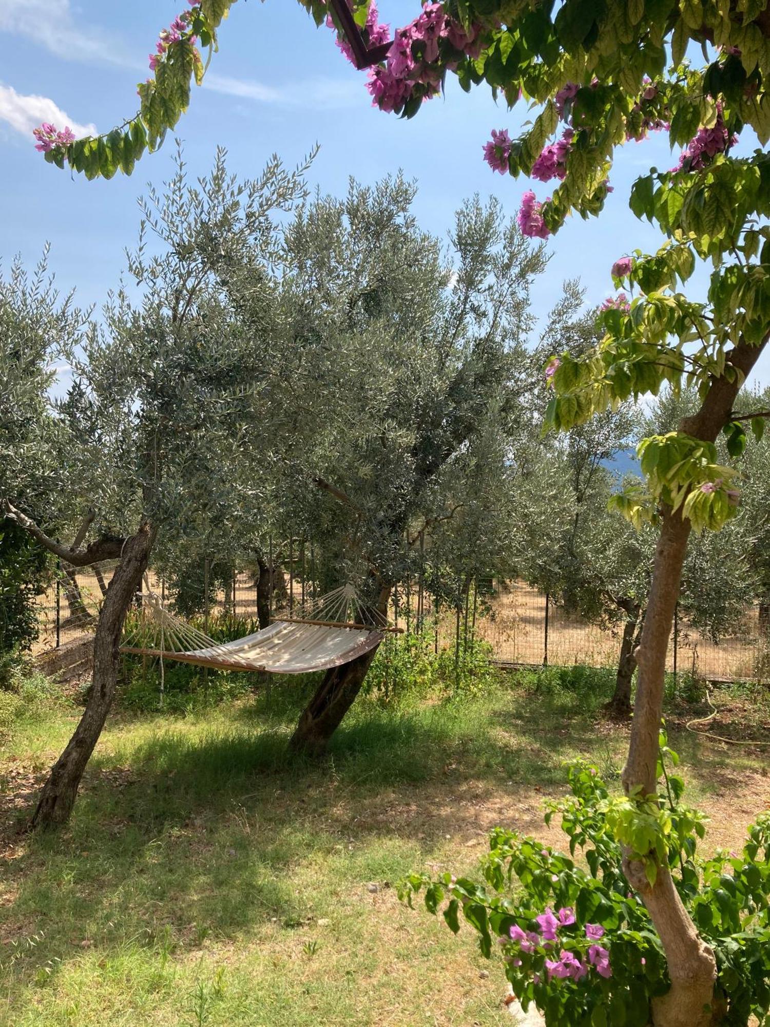 Casa Sisu-Appartamento Immerso Negli Ulivi SantʼElia Fiumerapido Εξωτερικό φωτογραφία