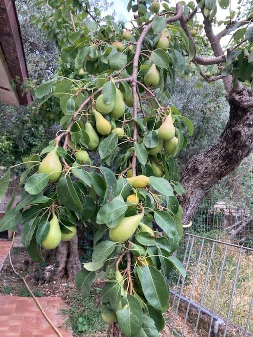 Casa Sisu-Appartamento Immerso Negli Ulivi SantʼElia Fiumerapido Εξωτερικό φωτογραφία
